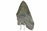 Bargain, Fossil Megalodon Tooth - Serrated Blade #169324-1